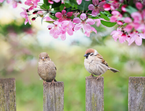 How to Attract Birds and Wildlife to Your Irish Garden this Spring
