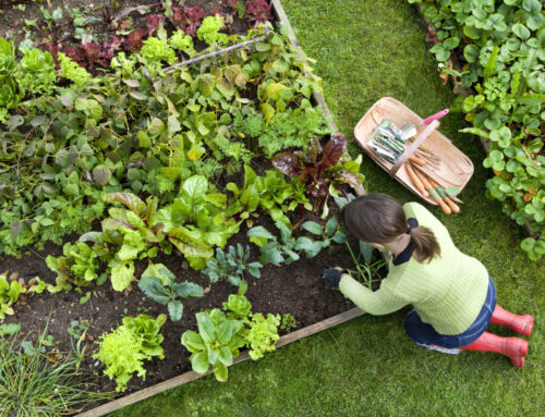 Growing Your Own Spring Salad – Ideal Crops for Polytunnels and Raised Beds in Ireland